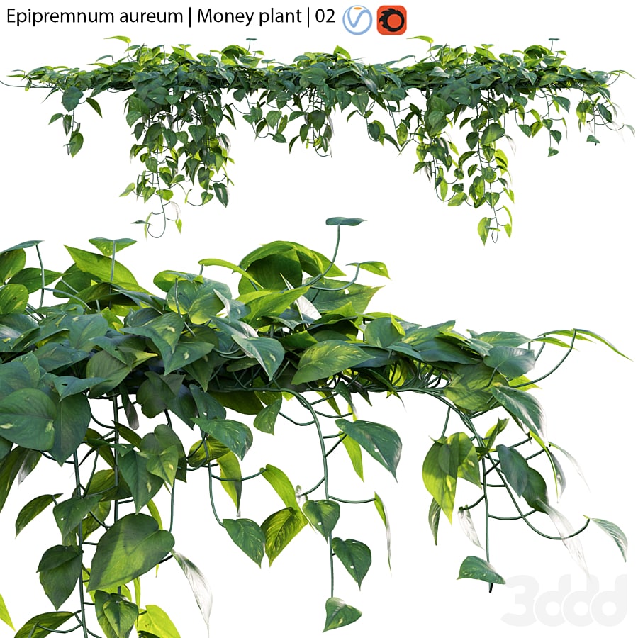 Epipremnum aureum - Money plant - 02