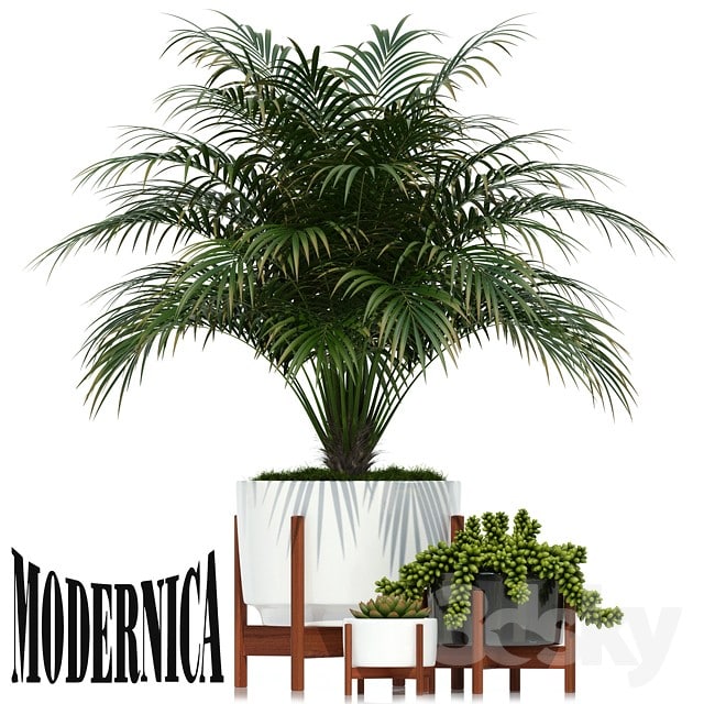 Plants collection 68 Modernica pots