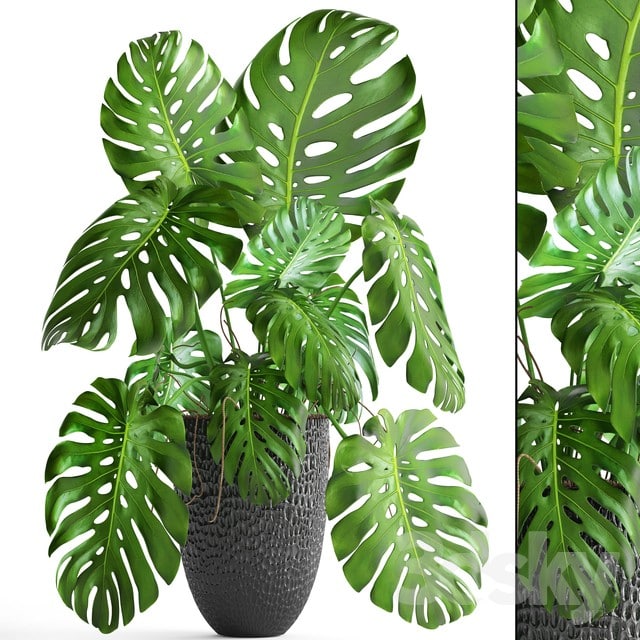 Monstera 6, Monstera, bush, flower, pot, black flowerpot, indoor, interior