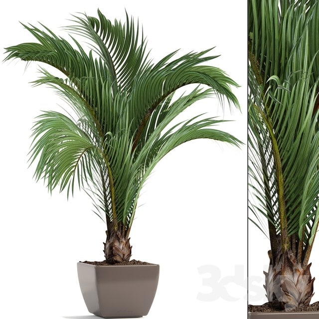 PLANT PALM