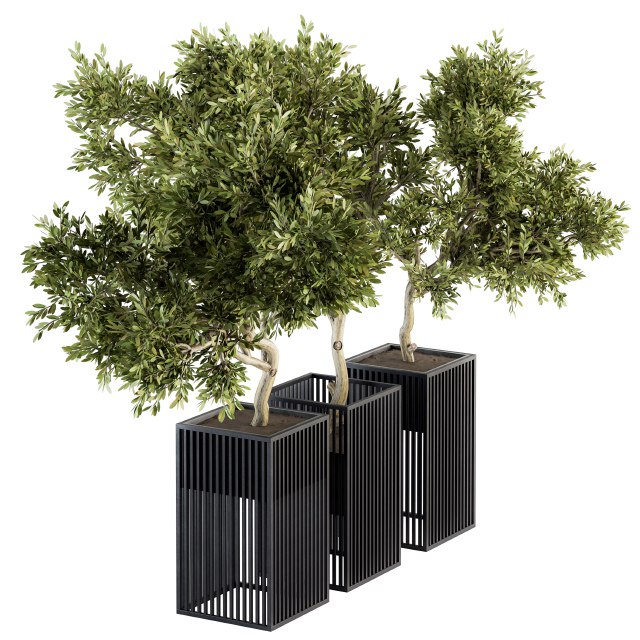 Outdoor Plants tree in Metal Pot