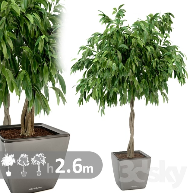 Ficus Ali / Ficus binnendijkii