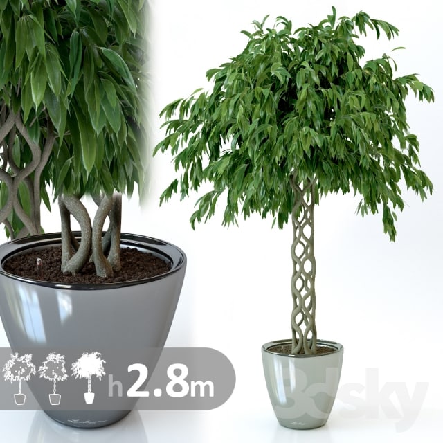 Ficus Ali / Ficus binnendijkii