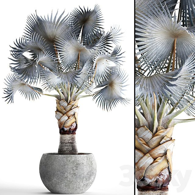 Palm Bismarckia nobilis Blue. fan palm, brachea, bismarckia, palm tree in a vase, pot, decorative, outdoor, blue palm, concrete