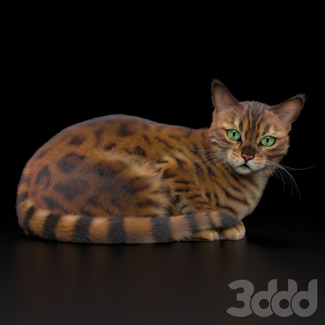 BENGAL CAT