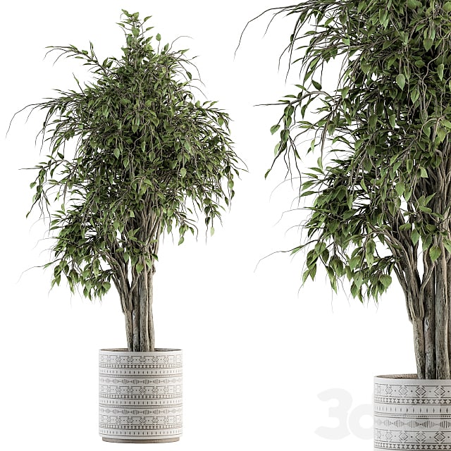 indoor Plant Set 266 - Ficus Benjamin Plant in pot