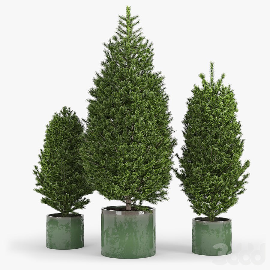 Fir tree fir